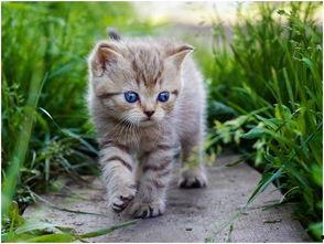 娱乐吃瓜酱猫咪视频,萌态十足,网友直呼“太可爱了!”